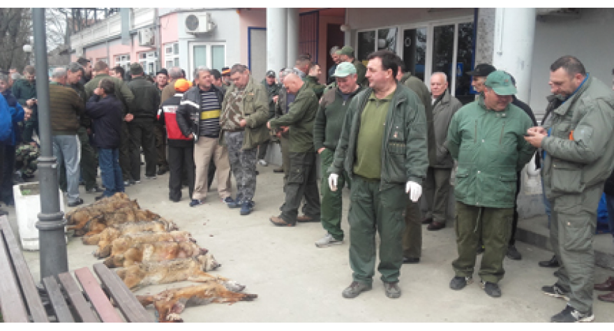 Najuspešnija hajka na šakala do sada